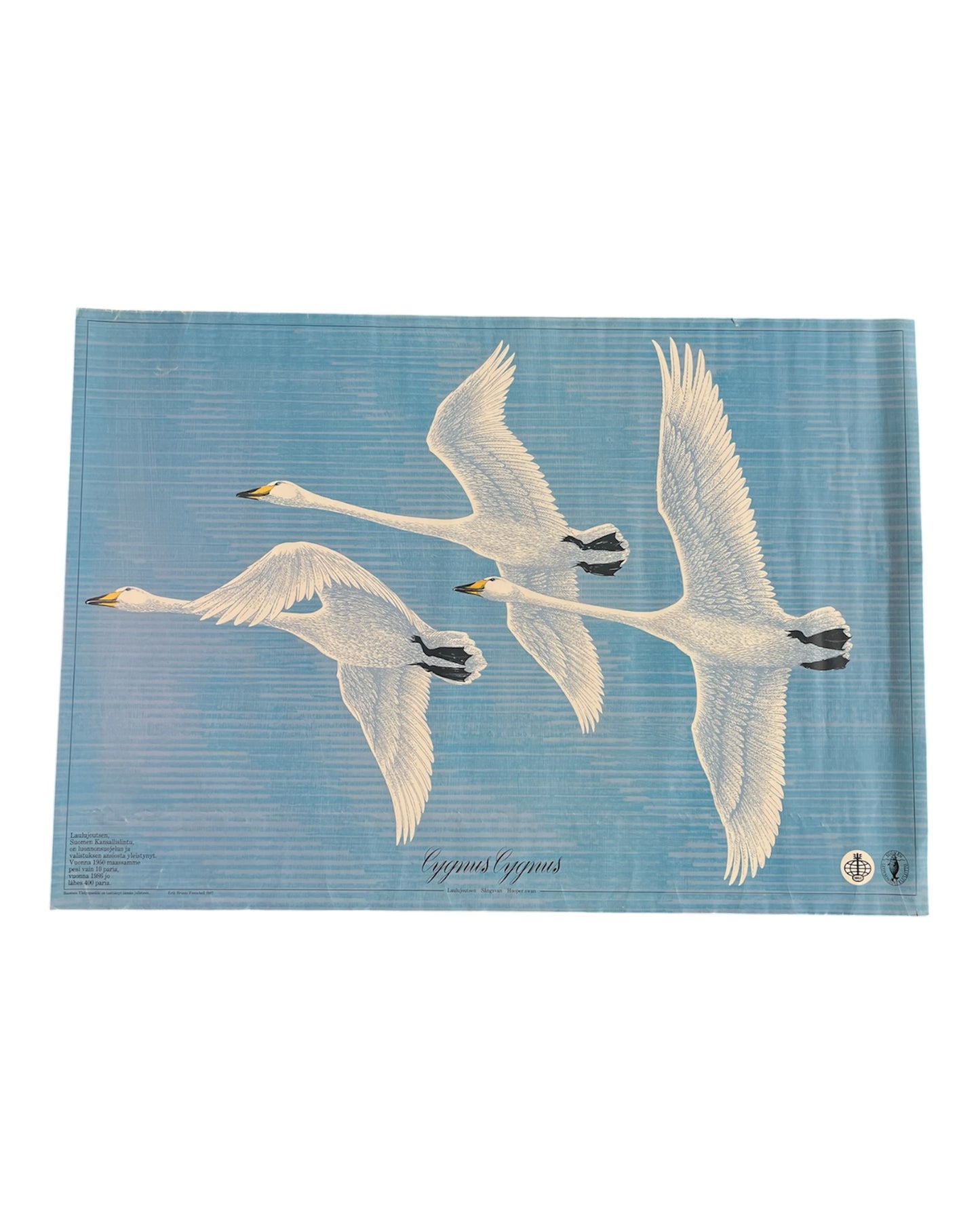 Cygnus Cygnus Poster