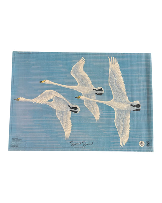 Cygnus Cygnus Poster