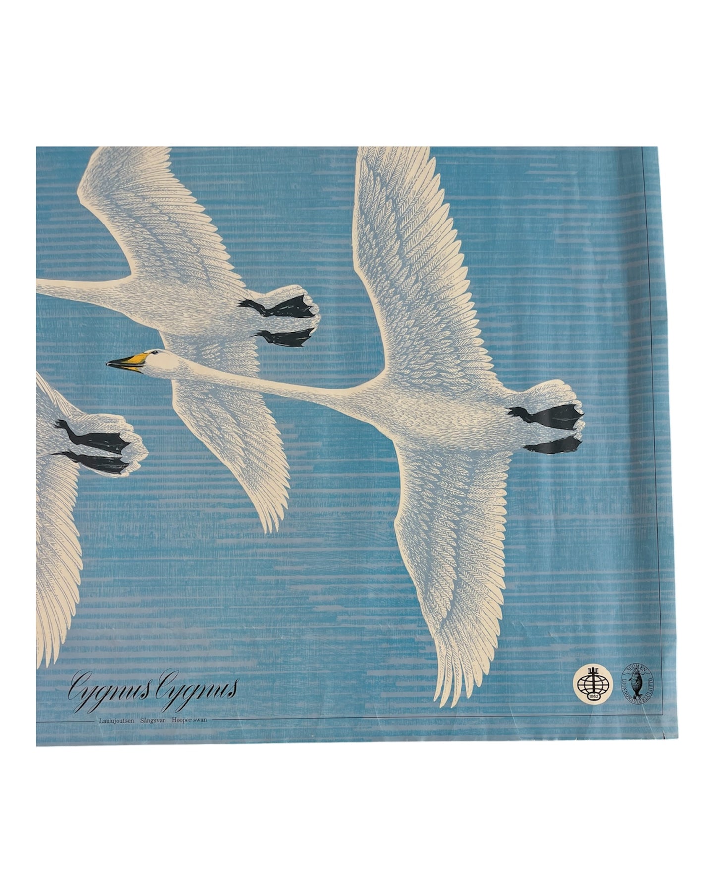 Cygnus Cygnus Poster